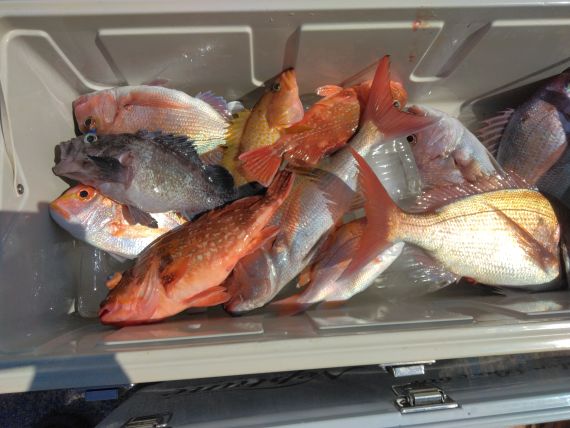 シーバスの釣果写真